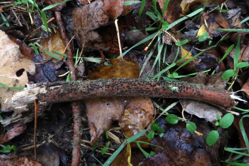 Botryosphaeria dothidea 1 - IMG_6049